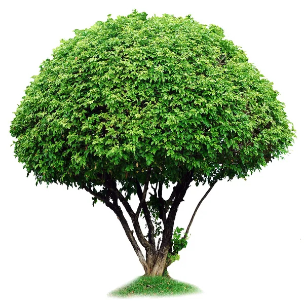 Go green for the earth